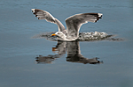BB 11 0415 / Larus argentatus / Gråmåke